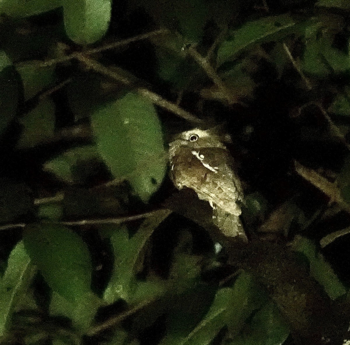 Борнейский лягушкорот - ML476997901