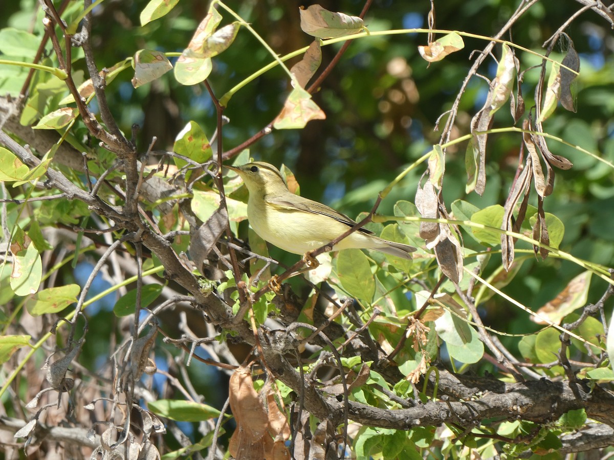 Вівчарик весняний - ML477000051