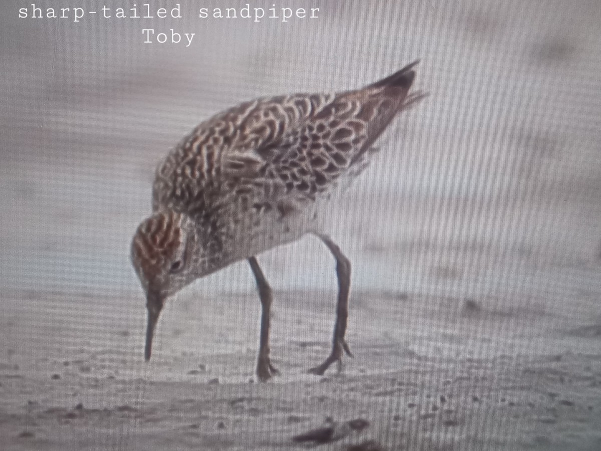 Sharp-tailed Sandpiper - Trung Buithanh