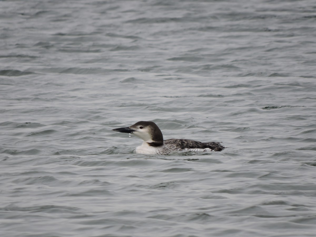 Common Loon - ML47700241