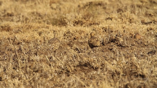 Chestnut-bellied Sandgrouse - ML477003