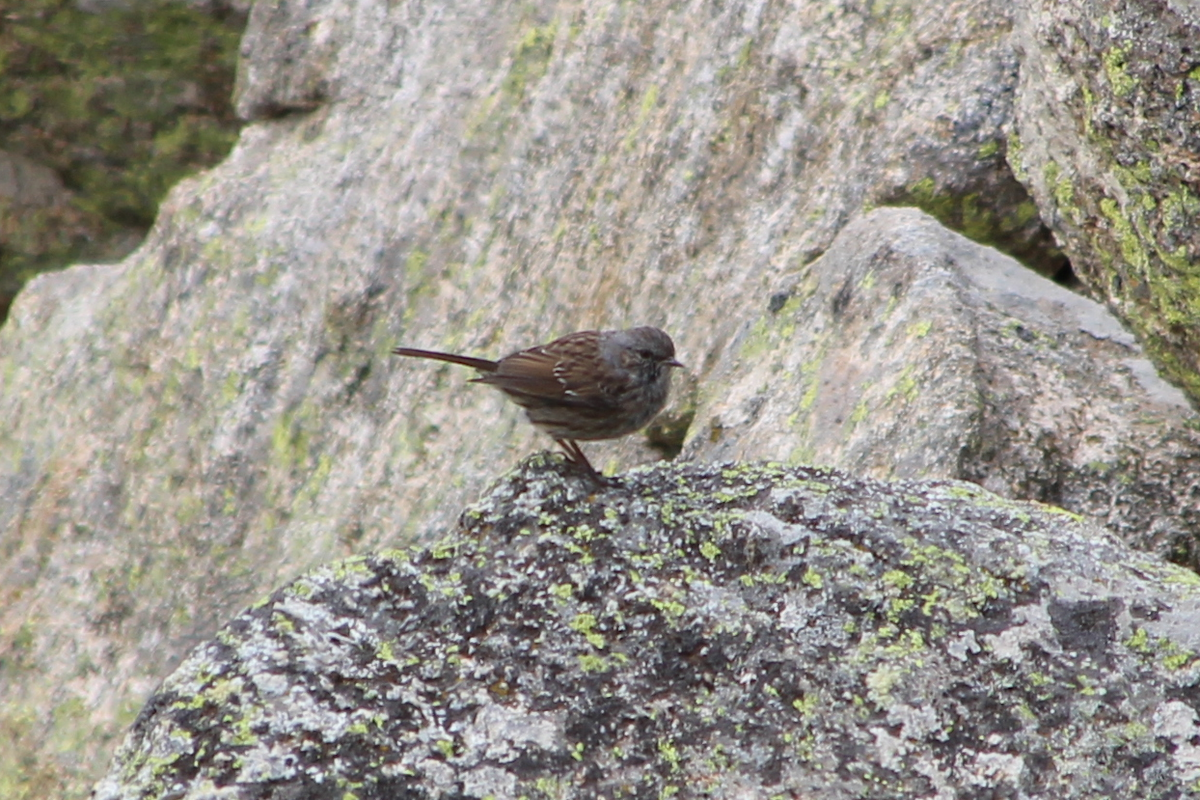 Dunnock - ML477003021