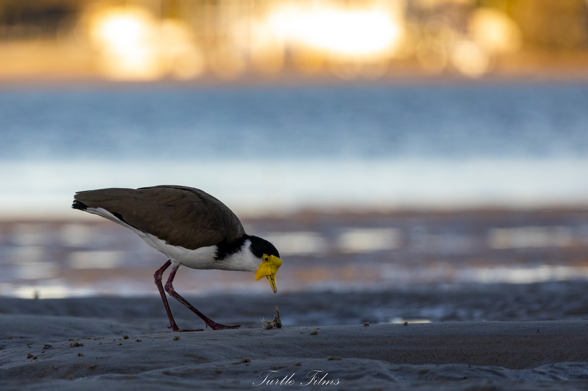 Masked Lapwing - ML477004021