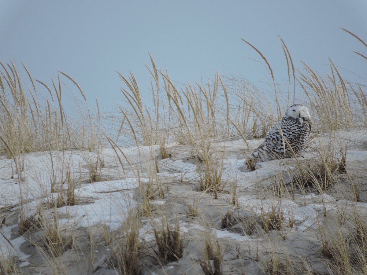 Snowy Owl - ML47700451