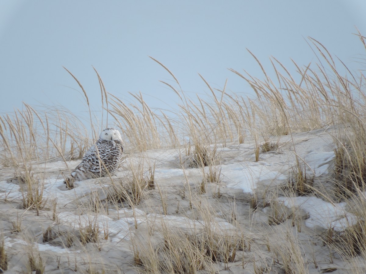 Snowy Owl - ML47700571
