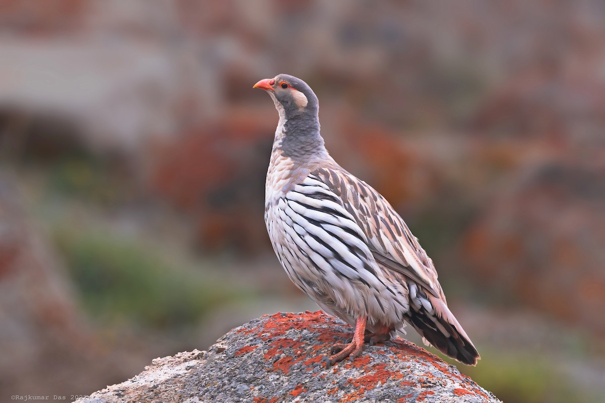Tibetan Snowcock - Rajkumar Das