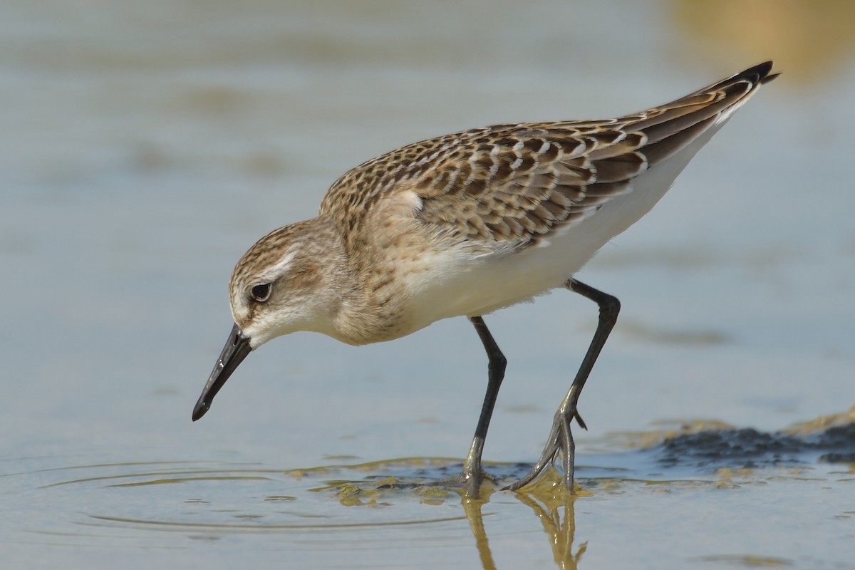 Semipalmated Sandpiper - Michiel Oversteegen