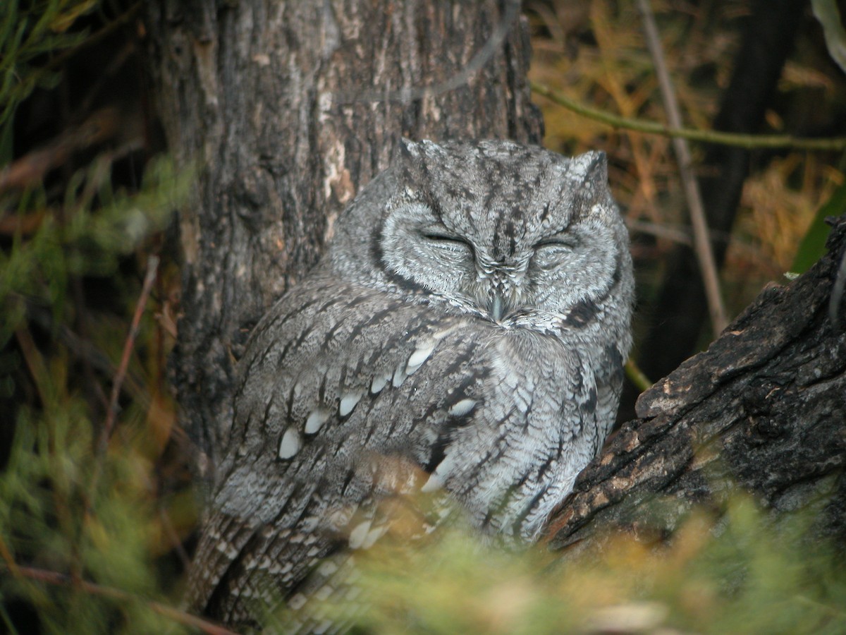 Western Screech-Owl - ML47700871