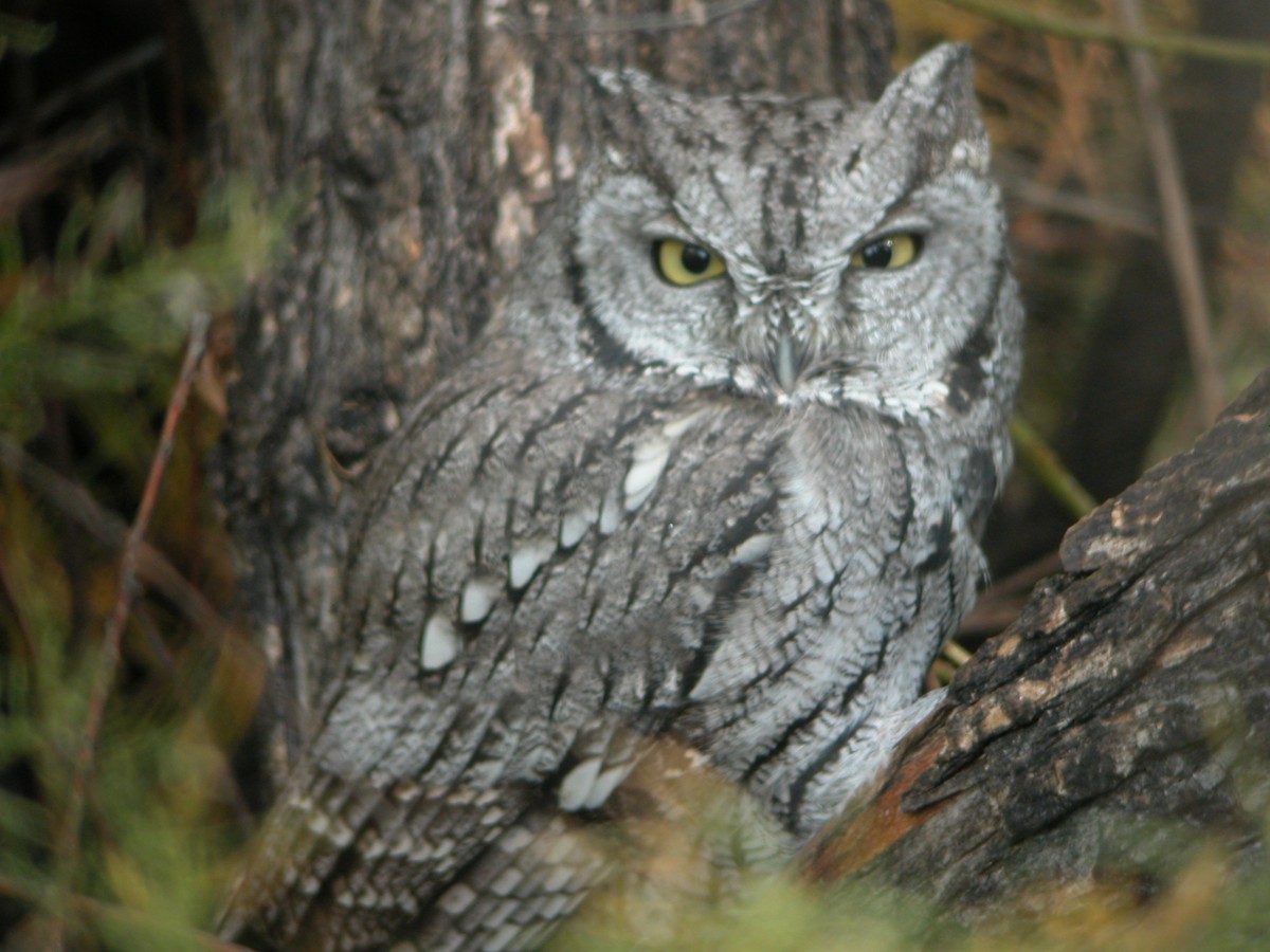 Western Screech-Owl - Peyton Cook