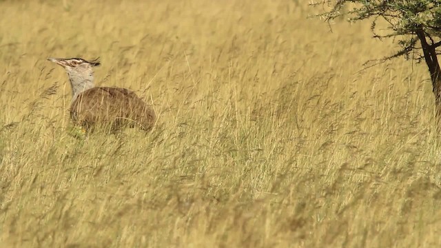 Kori Bustard - ML477010