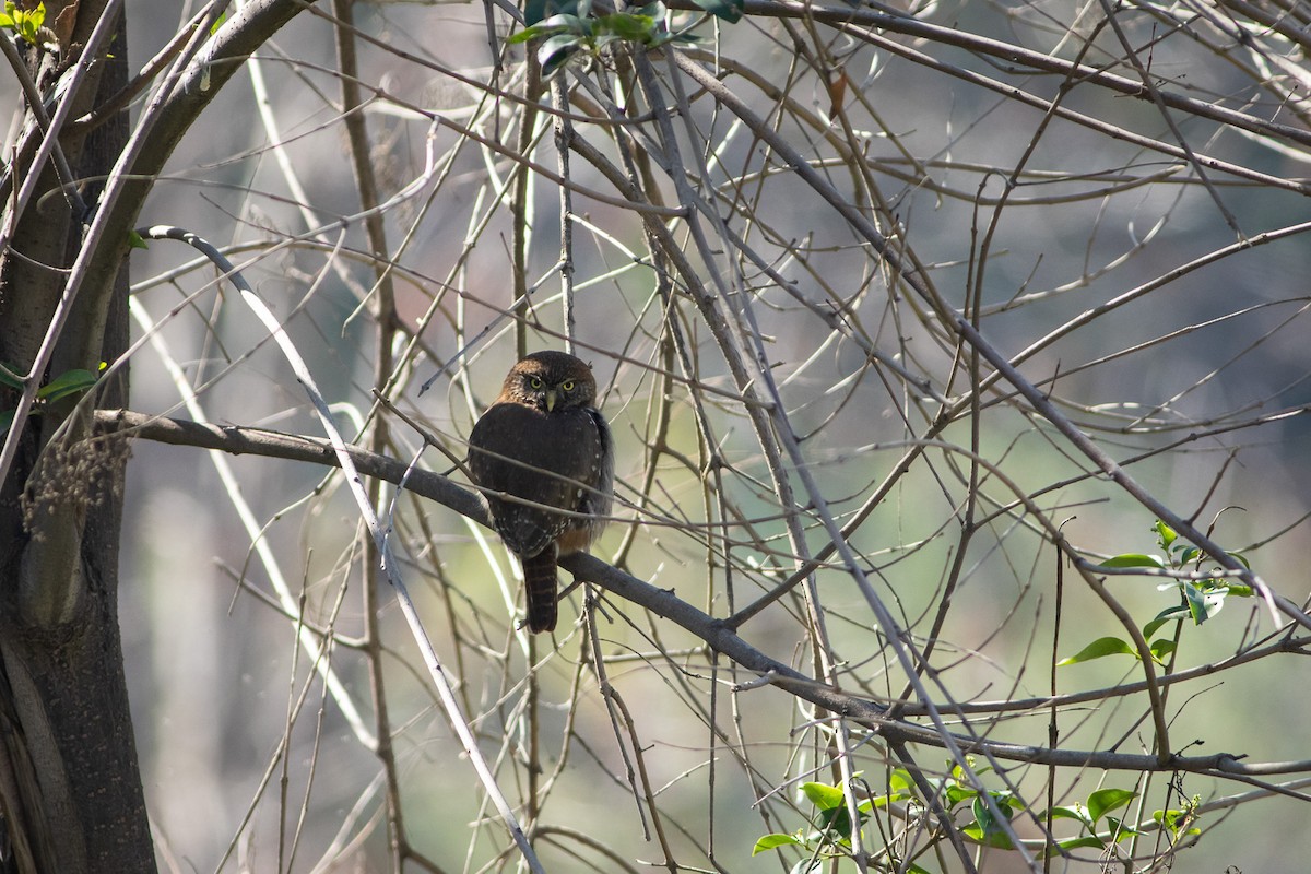 Austral Pygmy-Owl - Ariel Cabrera Foix