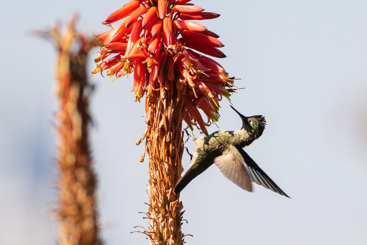 Green-backed Firecrown - Ariel Cabrera Foix