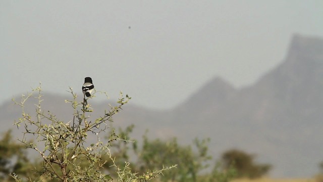 Сорокопуд сомалійський - ML477012