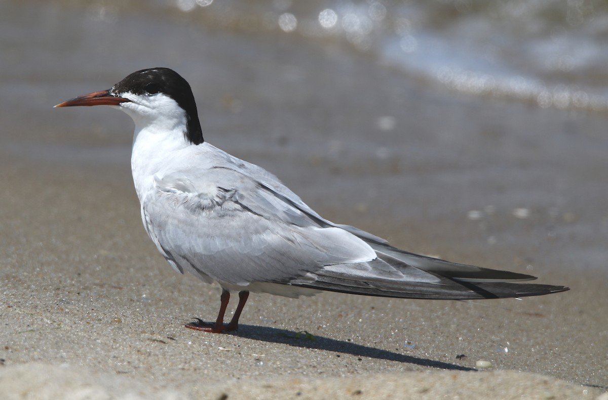 Common Tern - ML477012251