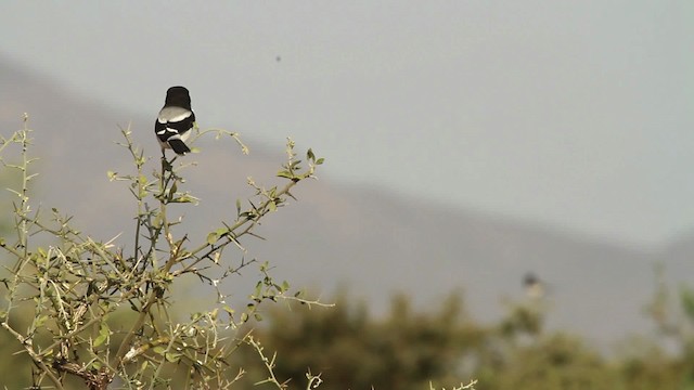 Alcaudón Somalí - ML477013