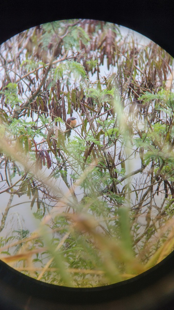 Gray-capped Cuckoo - ML477013011