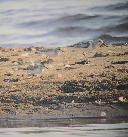 Semipalmated Sandpiper - Paul Wieczoreck