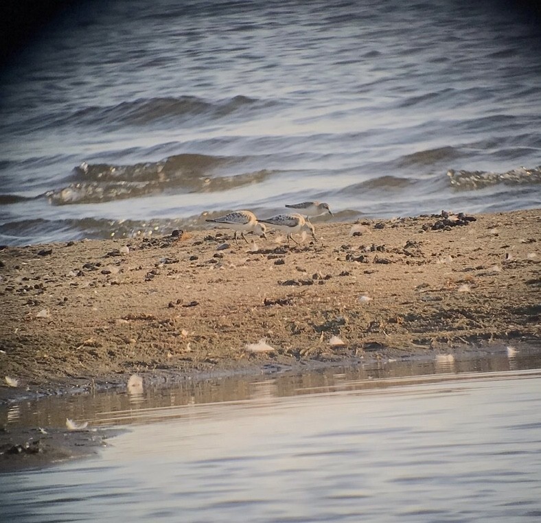 Weißbürzel-Strandläufer - ML477013531