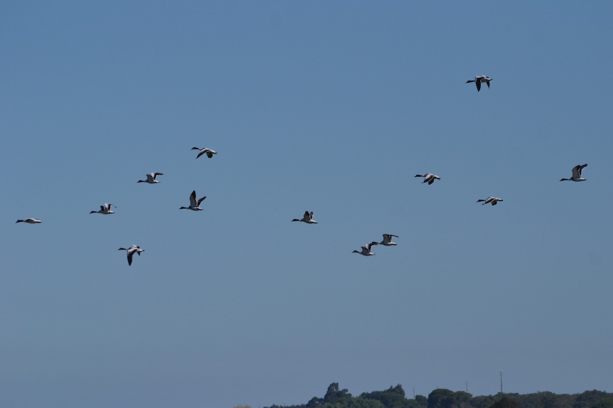 Common Shelduck - ML477013851