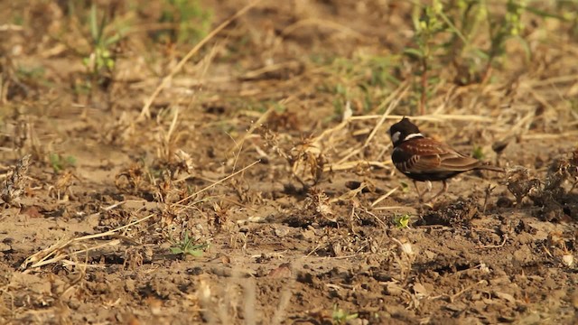 Chestnut-backed Sparrow-Lark - ML477014