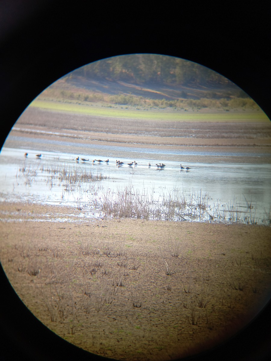 Graylag Goose - Jose Medina