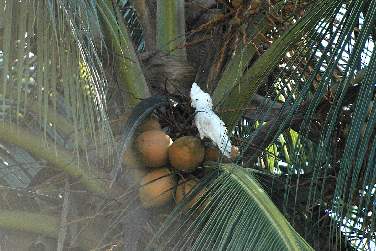 Solomons Corella - Lee-Lien WANG