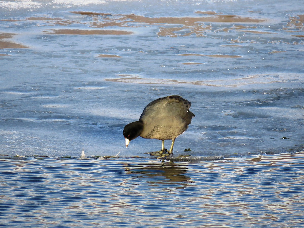 American Coot - Mark  Ludwick