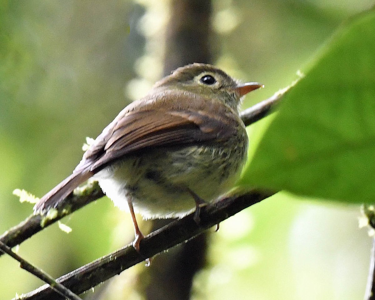 Unadorned Flycatcher - ML477014361