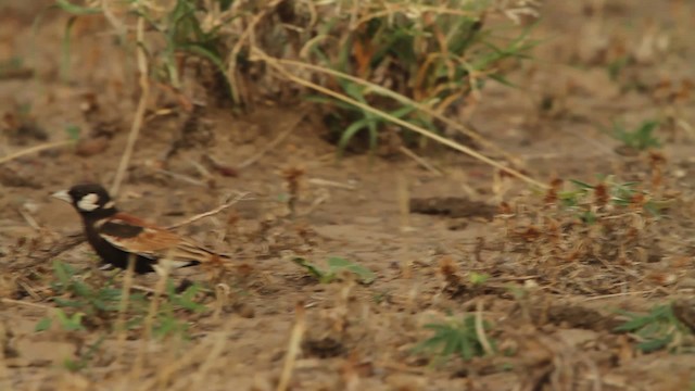 Chestnut-backed Sparrow-Lark - ML477015