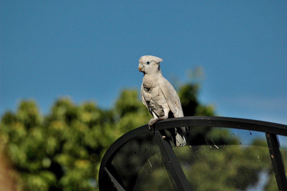 Solomons Corella - Lee-Lien WANG