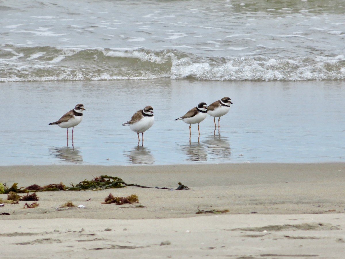 Semipalmated Plover - ML477015181