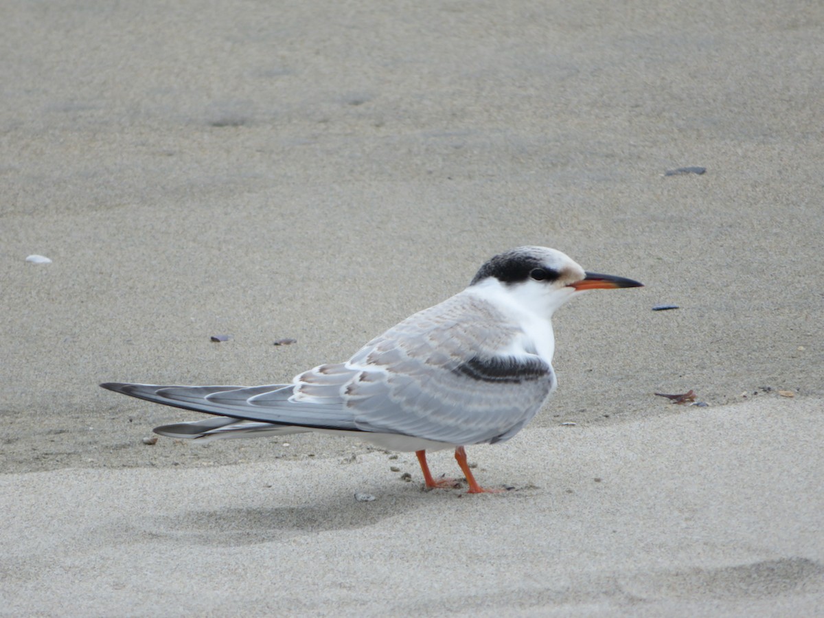 Common Tern - ML477015211