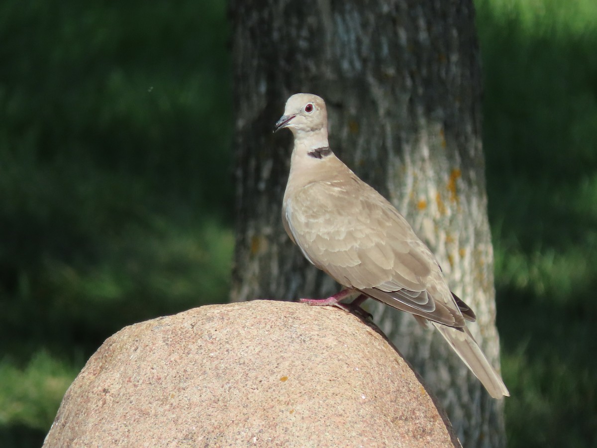 Eurasian Collared-Dove - ML477016281