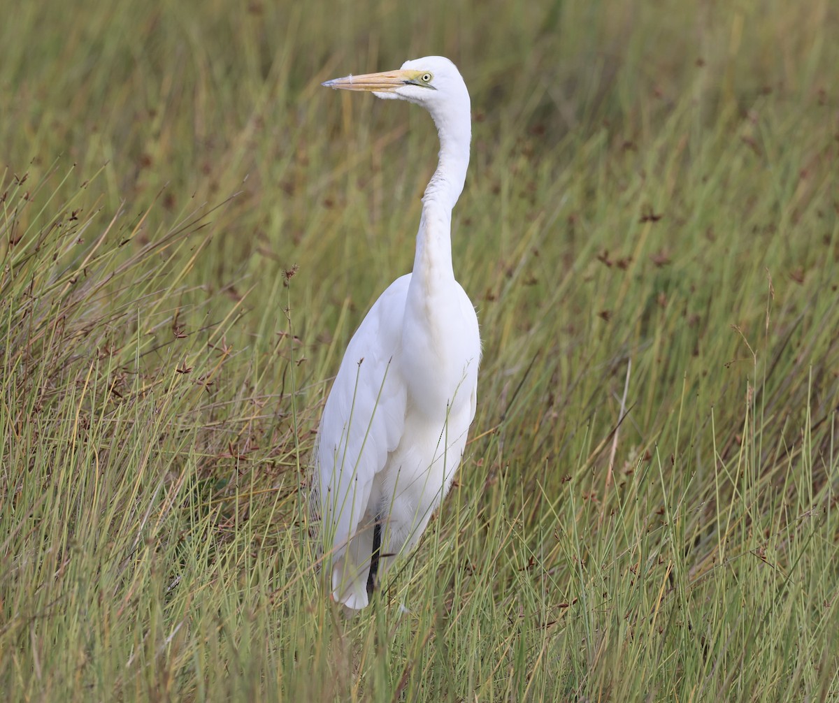 Great Egret - ML477016631