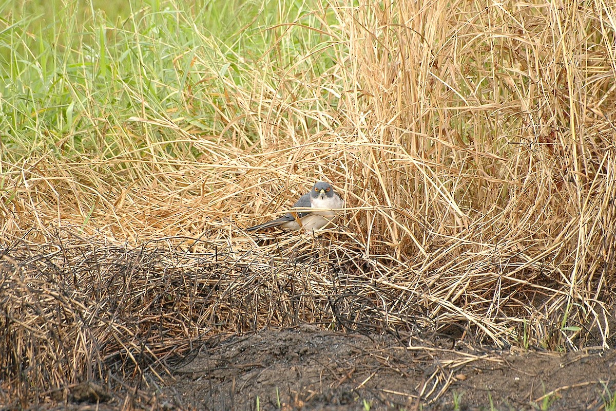 Pied Goshawk - ML47701701