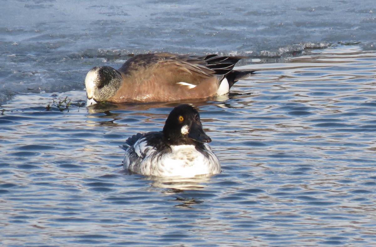 Common Goldeneye - Mark  Ludwick