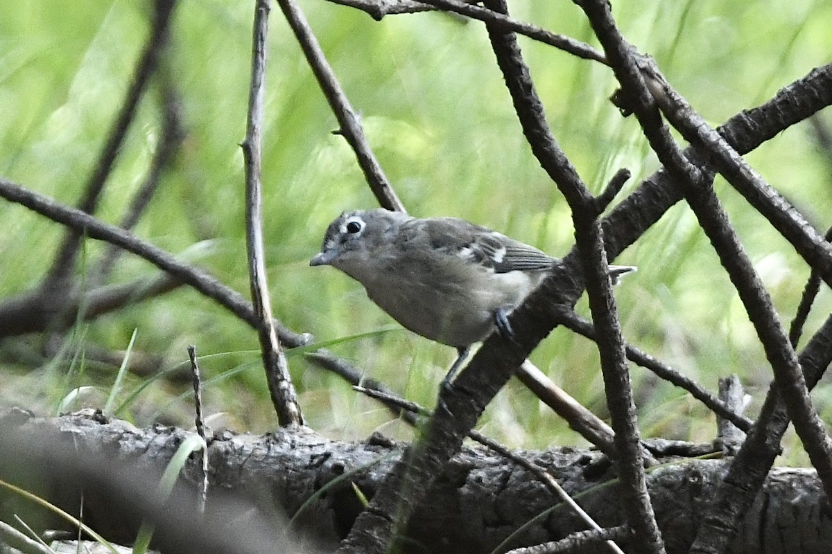 Vireo Plomizo - ML477018401