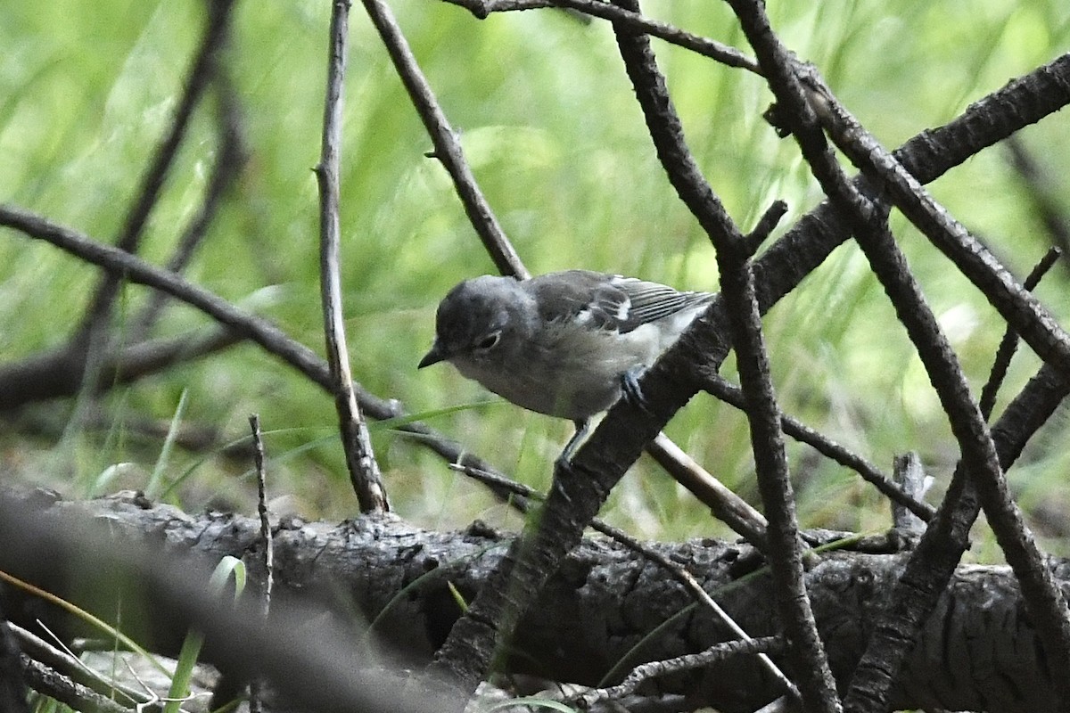 Vireo Plomizo - ML477018411