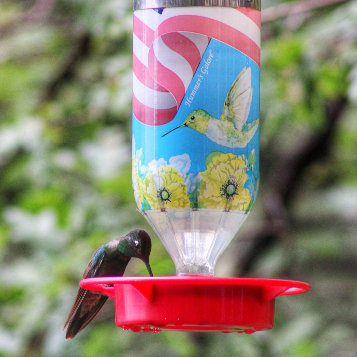 Rivoli's Hummingbird - ML477018781