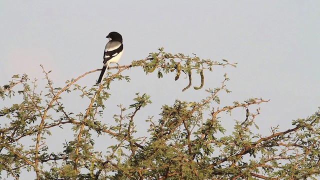 Pie-grièche de Somalie - ML477019