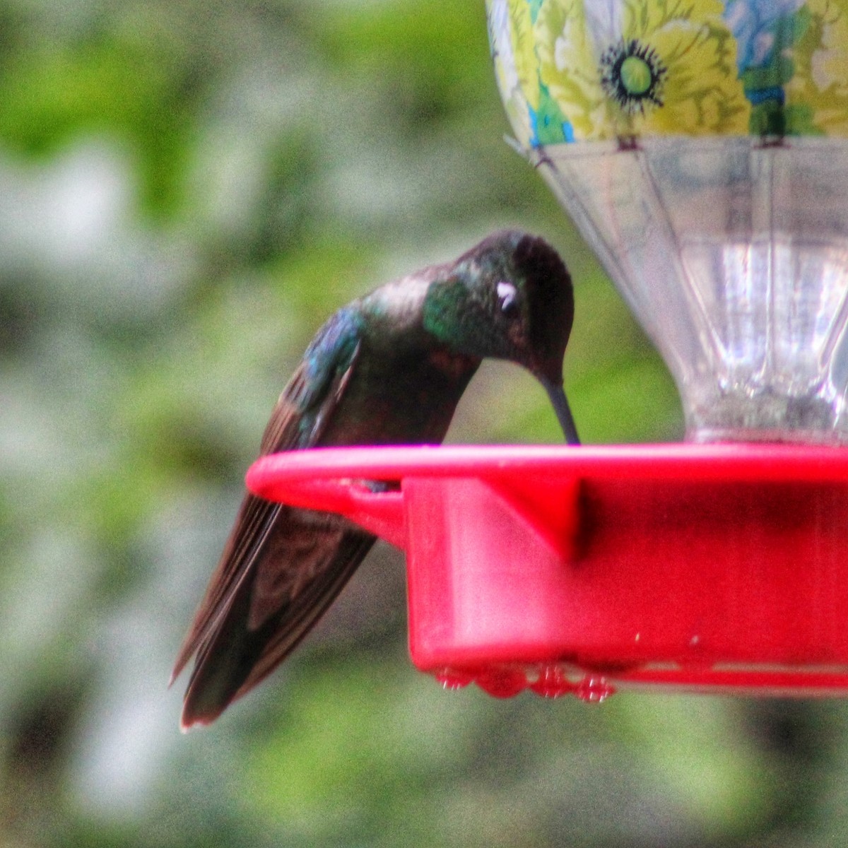 Rivoli's Hummingbird - ML477019671