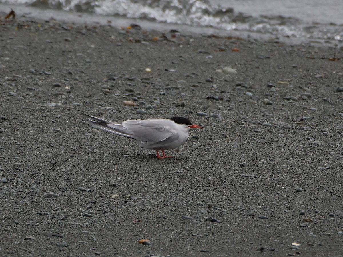 Common Tern - ML477019921