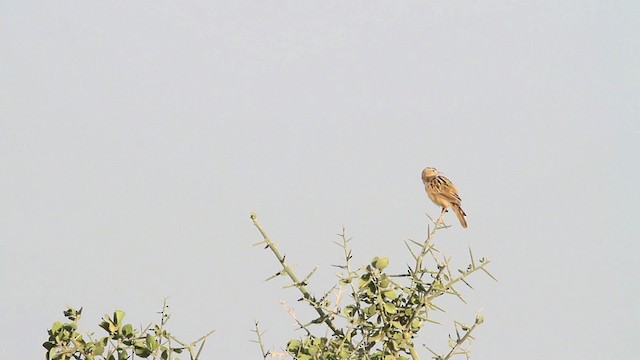 Zitting Cisticola (African) - ML477020