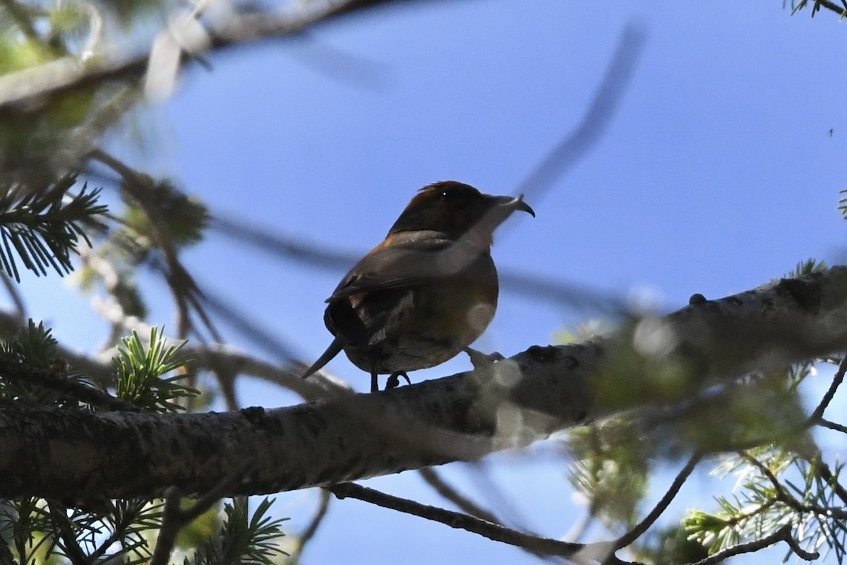 Red Crossbill (Ponderosa Pine or type 2) - ML477020851