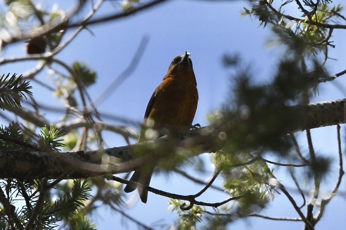 Red Crossbill (Ponderosa Pine or type 2) - ML477020861