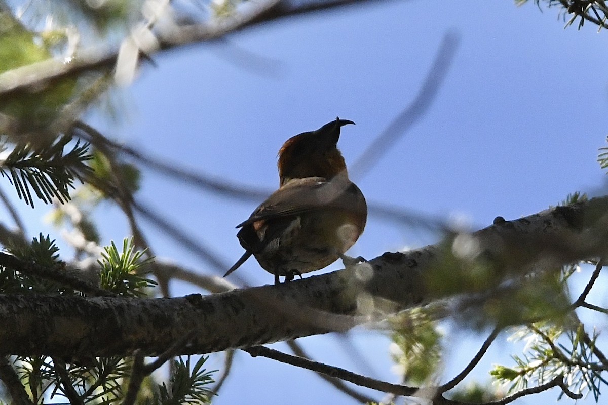 Red Crossbill (Ponderosa Pine or type 2) - ML477020871