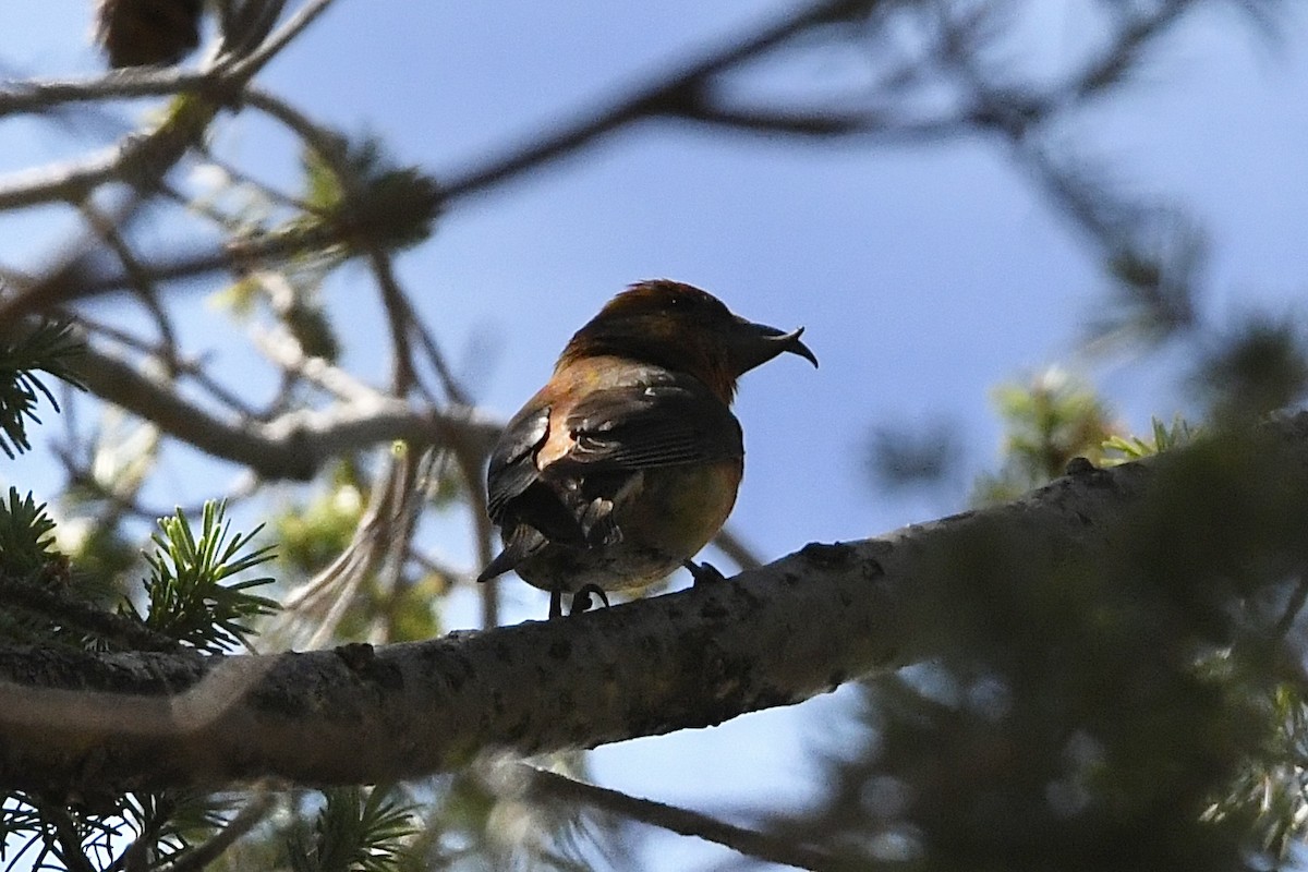 Red Crossbill (Ponderosa Pine or type 2) - ML477020881