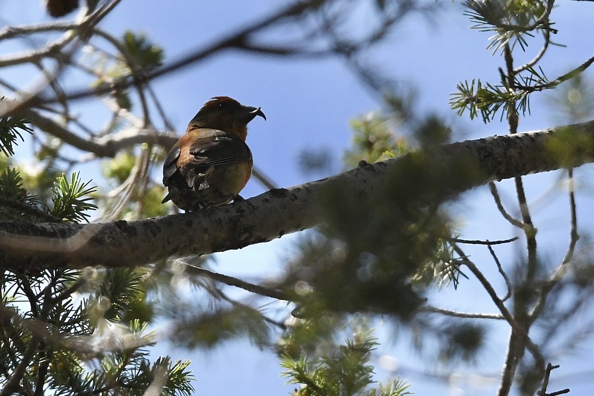 Red Crossbill (Ponderosa Pine or type 2) - ML477020891