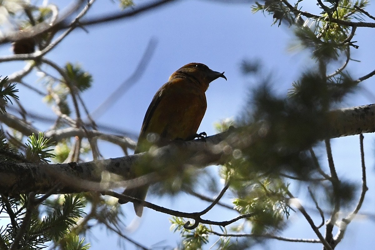 Red Crossbill (Ponderosa Pine or type 2) - ML477020901