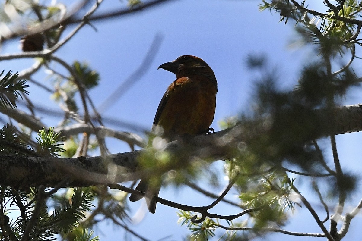 Red Crossbill (Ponderosa Pine or type 2) - ML477020911